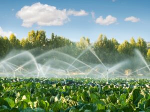 Pompes à eau pour l’irrigation agricole